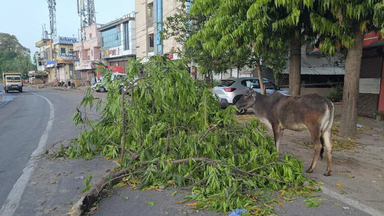 पश्चिमी विक्षोभ का असर: राजस्थान में बारिश, ओलावृष्टि और आंधी से जनजीवन प्रभावित