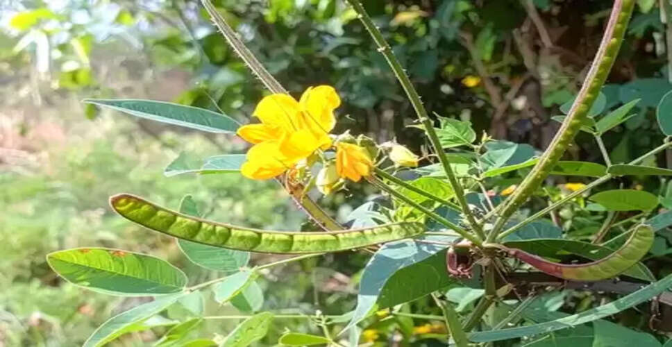 खांसी और जुकाम से हैं परेशान? इस पौधे के इस्तेमाल से मिलेगा तुरंत आराम