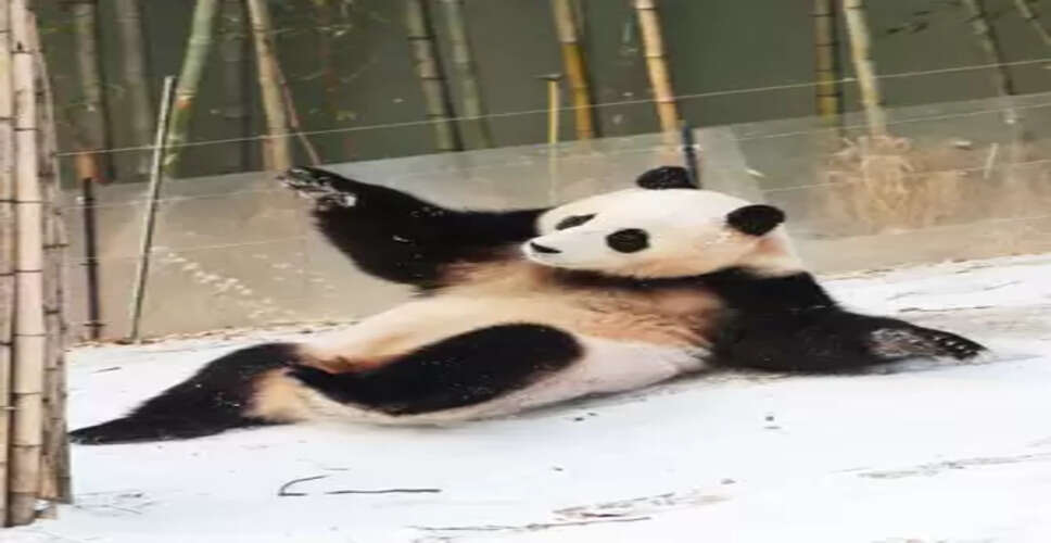 बीजिंग-टोक्यो के तनाव का असर पांडा डिप्लोमेसी पर भी, चीन लौटेंगे जापान में जन्मे 'शियाओ' और 'लेई'