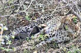 कूनो का चीता KP-2 सवाई माधोपुर के रिहायशी इलाके में पहुंचा, फुटेज में देंखे लोगों में दहशत