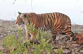 रणथंभौर टाइगर रिजर्व में फॉरेस्ट कर्मचारियों का टाइगर से सामना, बाइक छोड़कर भागना पड़ा