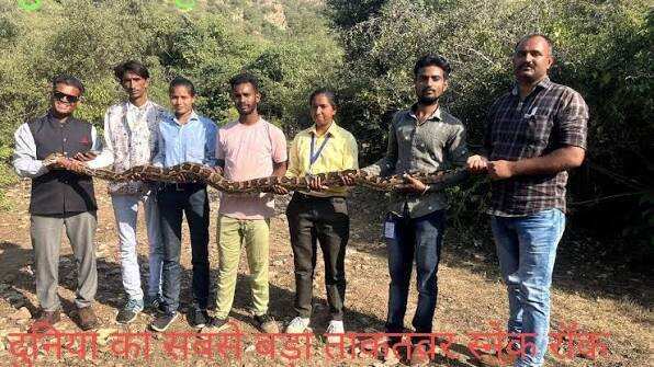 अजमेर में मिला दुर्लभ हिमालयन ग्रिफन गिद्ध, फुटेज में देंखे घायल हालत में खेत से रेस्क्यू; जयपुर किया गया रेफर