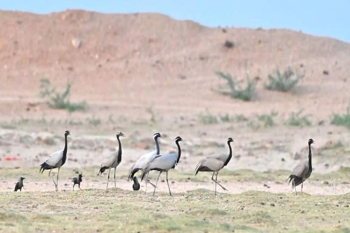 प्रवासी पक्षियों की वापसी शुरू, सिलोतरा तालाब पर रह गईं छह कुरजां