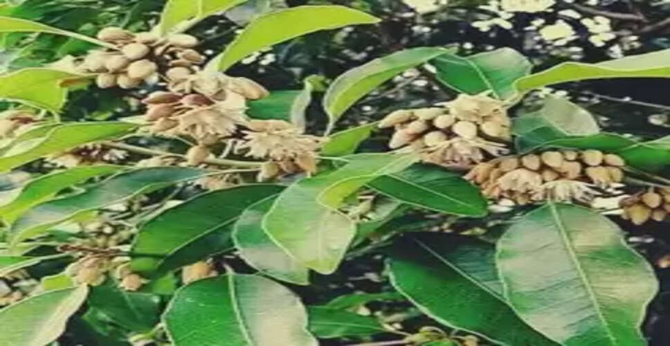 सर्वगुण संपन्न औषधि मौलश्री : पुरानी खांसी से त्वचा रोग तक में देती है राहत