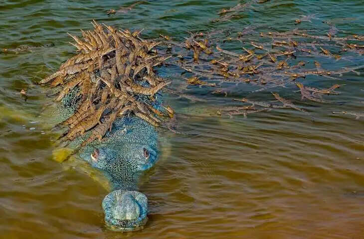 आखिर क्यों चंबल नदी को मानते हैं शापित नदी ? वीडियो में देखें चंबल का धार्मिक इतिहास