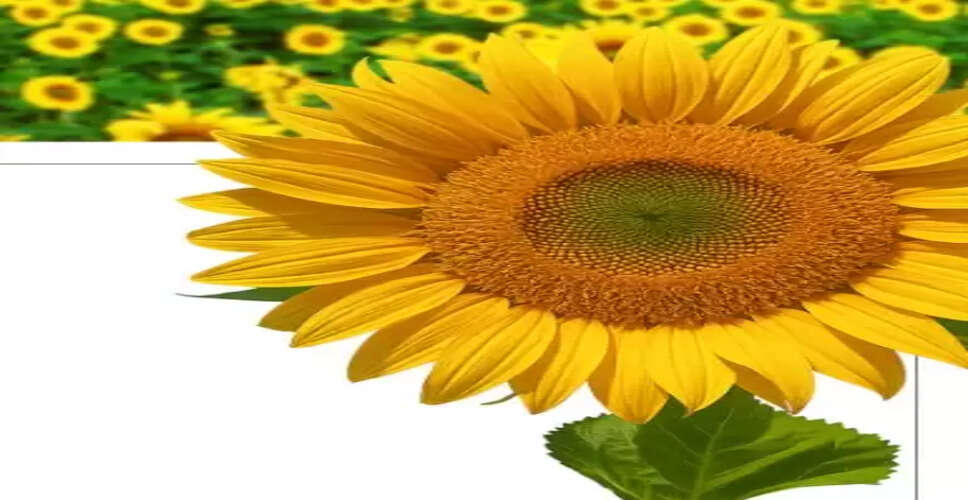 सिर्फ खूबसूरत नहीं, बल्कि सेहत का भी खजाना है सूरजमुखी