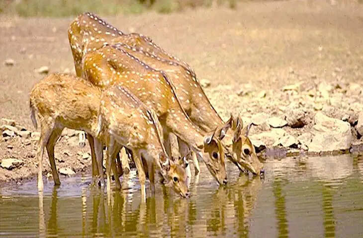 डेजर्ट नेशनल पार्क! थार रेगिस्तान के दिल में बसा भारत का दूसरा सबसे बड़ा राष्ट्रीय उद्यान, वायरल वीडियो में करे इसकी रोमांचक यात्रा