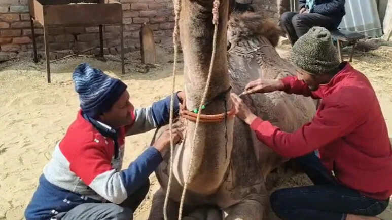 ऊंट के फर्र कटिंग की कला है कठिन काम... बचें हैं गिने चुने कारिगर, ऊंट महोत्सव में होता है आकर्षण का केंद्र