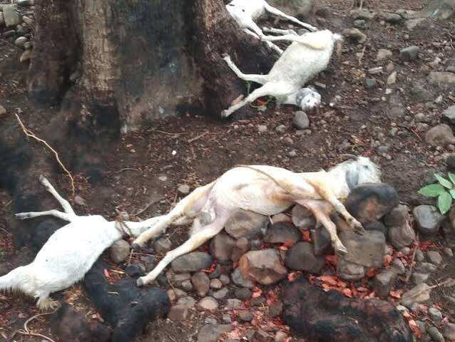 भीलवाड़ा में आकाशीय बिजली का कहर: बुजुर्ग और 11 वर्षीय दोहिती की मौत, 7 बकरियां भी चपेट में आईं