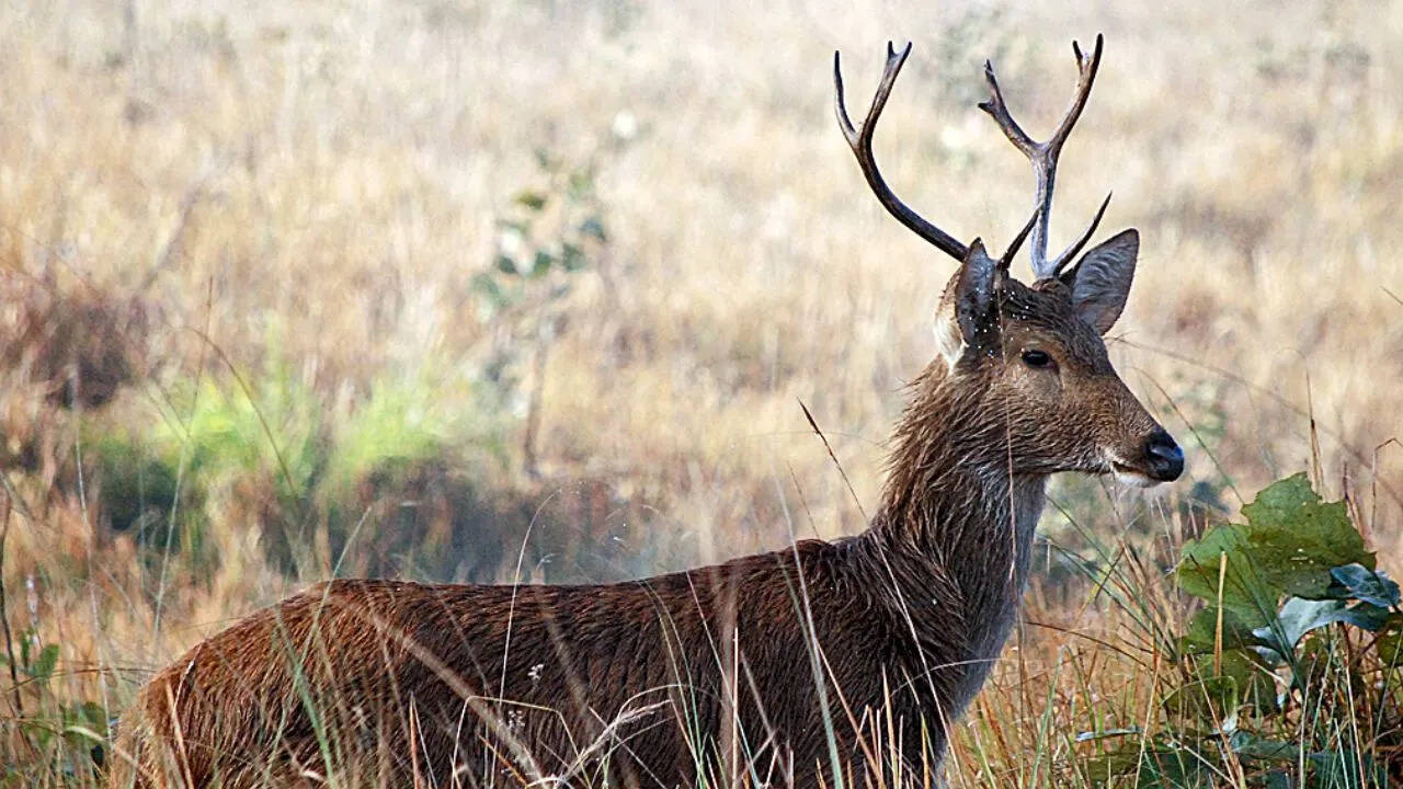 रियासत काल की अनोखी विरासत! इस मोहल्ले में पाले जाते थे हिरण और बारहसिंगे, जानिए इस अनोखी परंपरा के बारे में सबकुछ