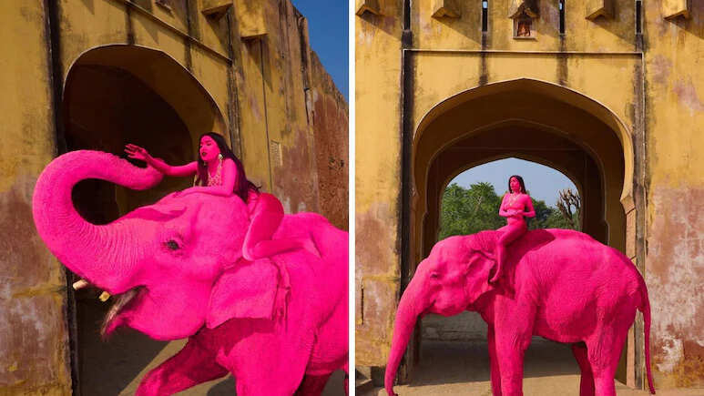 जयपुर में विदेशी फोटोग्राफर के फोटोशूट पर विवाद, हाथी को गुलाबी रंग में रंगने पर उठे सवाल