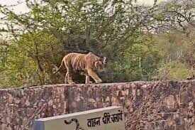 त्रिनेत्र गणेश मंदिर मार्ग पर फिर दिखा बाघ, ‘मलंग’ की मौजूदगी से दहशत