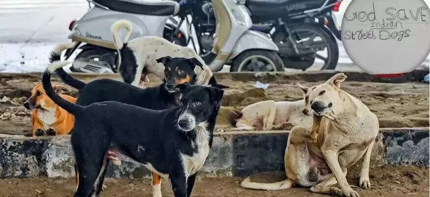 वीडियो में देखें आवारा कुत्तों को लेकर राजस्थान सरकार की नई गाइडलाइन जारी, 6 महीने से छोटे कुत्तों की नहीं होगी नसबंदी