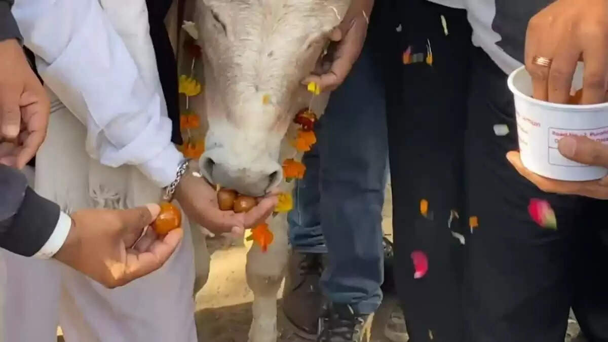 उदयपुर: यूरिया खाद की किल्लत पर किसानों का अनोखा प्रदर्शन, गधों को गुलाब जामुन खिलाए और तस्वीर पर माला चढ़ाई