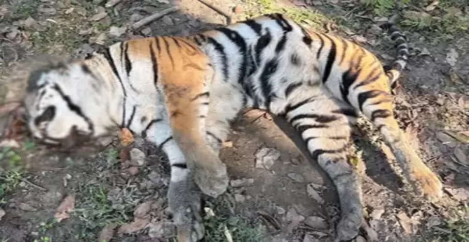 काजीरंगा नेशनल पार्क में पिछले पांच दिनों के अंदर दूसरे बाघ का मिला शव