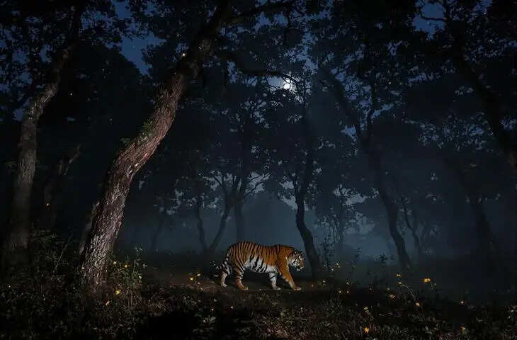 रणथम्भौर में सिर्फ बाघ ही नहीं… रात के जंगलों का “अदृश्य शिकारी” भी बना रहस्य, डॉक्यूमेंट्री में खुला रोमांच और खौफ