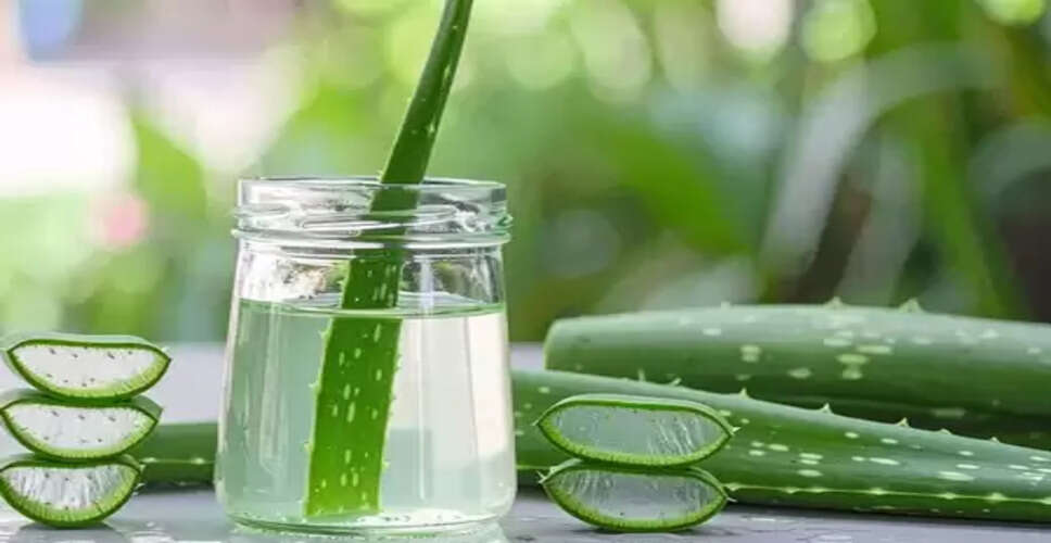 शीत ऋतु में त्वचा और बालों के लिए संजीवनी है एलोवेरा, जानें उपयोग के तरीके