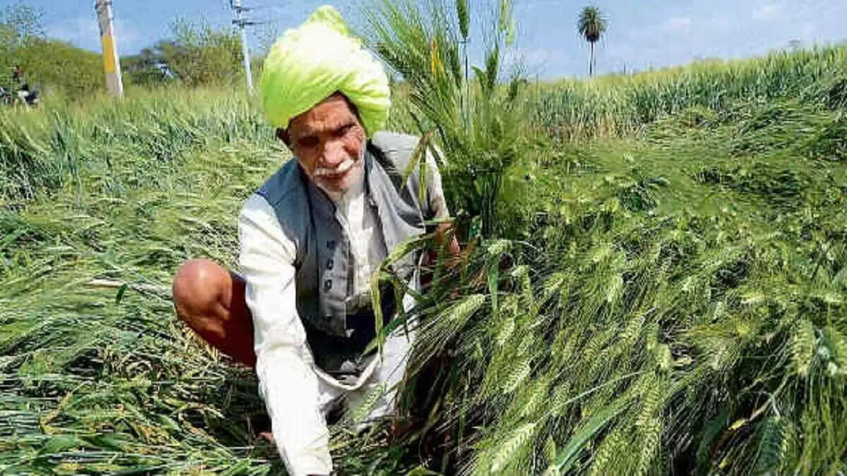 बारिश से फसल नुकसान के आकलन में सियासी भेदभाव का आरोप, वीडियो में देखें जूली बोले जहां कमल वहीं खराबा करते हैं