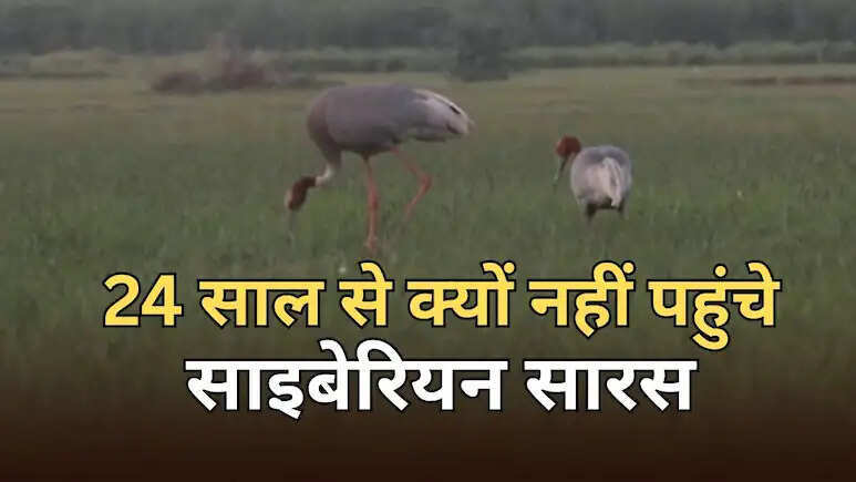 पाकिस्तान के कारण राजस्थान स्थित पक्षियों के स्वर्ग में नहीं आ रहे साइबेरियन सारस, चीन जा रहे