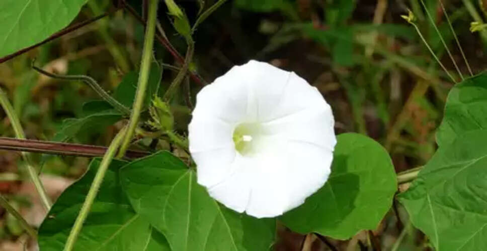 शंखपुष्पी का फूल: आयुर्वेद की अनमोल औषधि, अनिद्रा दूर कर दिमाग को देता है शांति और ताकत
