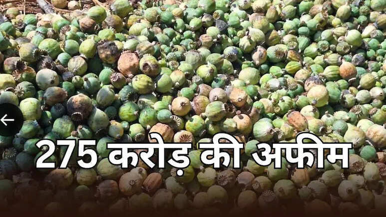 उदयपुर में पकड़ी गई 275 करोड़ की अफीम, एंटी नारकोटिक्स टास्क फोर्स की बड़ी कार्रवाई