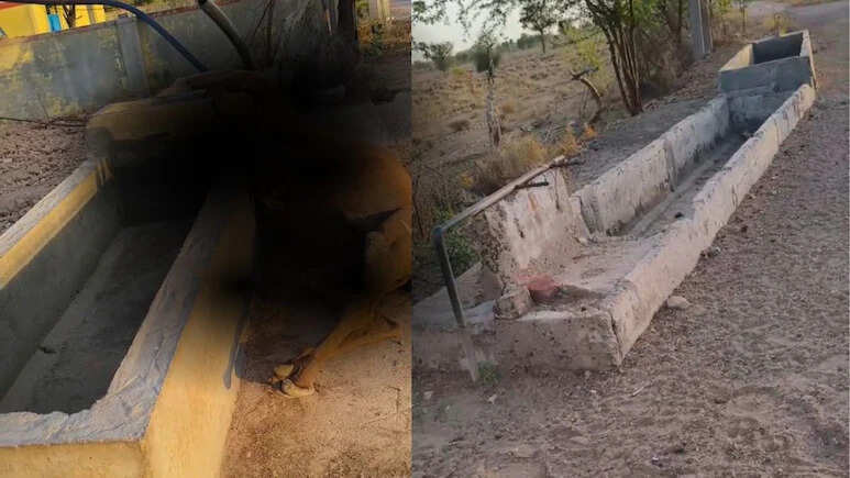 बूंद-बूंद की आस लगाकर आई ऊंटनी, पानी की तलाश में खेड़ के अंदर फंसी गर्दन; तड़प-तड़प कर हुई मौत