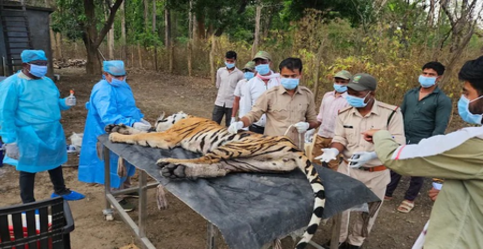 कान्हा टाइगर रिजर्व में बाघिन टी-141 समेत 5 बाघों की मौत, सीडीवी के प्रकोप के स्रोत की तलाश में जुटे विशेषज्ञ