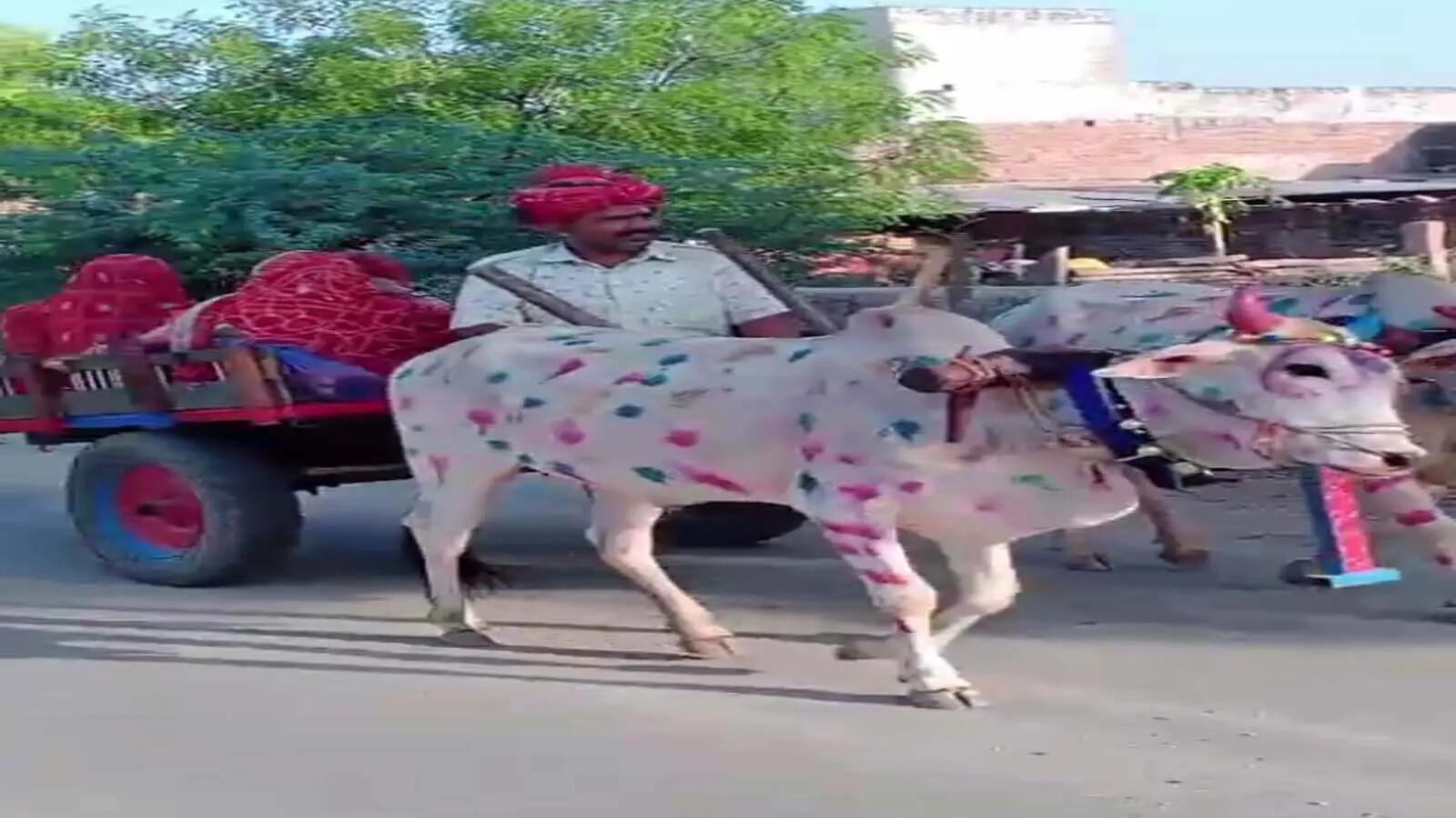 पाली के सादड़ी में अनोखी बारात, बैलगाड़ी पर निकली शादी, वीडियो में देंखे चीन से आए दोस्तों ने भी निभाई रस्में