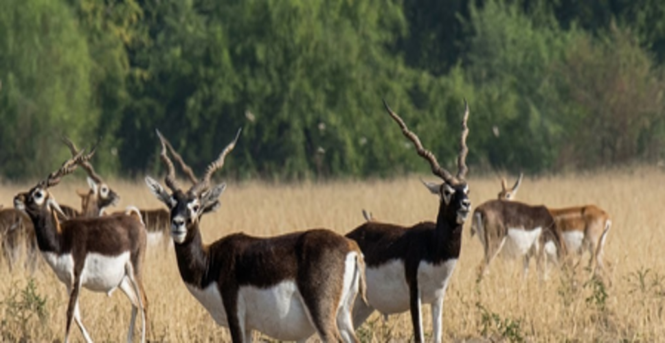 छत्तीसगढ़ के मैदानों में फिर दौड़े काले हिरण, पीएम मोदी ने 'मन की बात' में की संरक्षण मॉडल की तारीफ