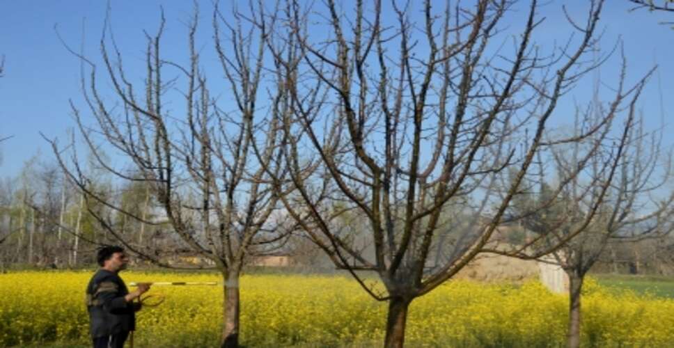 जम्मू-कश्मीर के सोपोर में सेब के पेड़ काटे जाने के बाद एफआईआर दर्ज