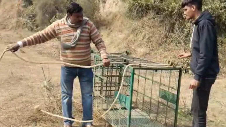 दौसा में खोज रहे थे लेपर्ड, अब पता चला पूरा परिवार घुसा है आबादी वाले इलाके में, 11 दिन से है मूवमेंट
