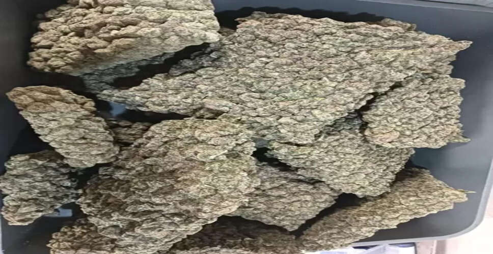 मुंबई एयरपोर्ट पर कस्टम विभाग की बड़ी कार्रवाई, 33.42 किलो हाइड्रोपोनिक वीड जब्त