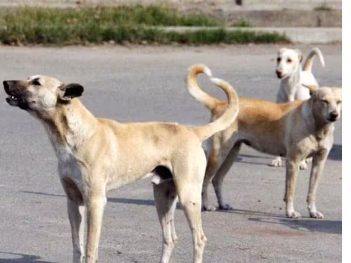 घर के बाहर खेल रही बच्ची पर आवारा कुत्ते का हमला, गंभीर रूप से घायल