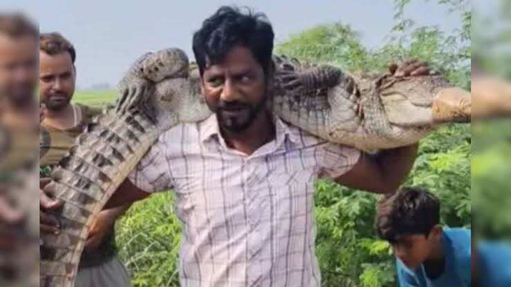 कोटा में गांव में घुसा मगरमच्छ, समाजसेवी ने कंधे पर उठाकर किया रेस्क्यू; चंबल नदी में छोड़ा