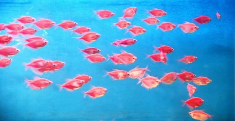 तमिलनाडु तट पर 15 अप्रैल से 61 दिनों के लिए मछली पकड़ने पर प्रतिबंध