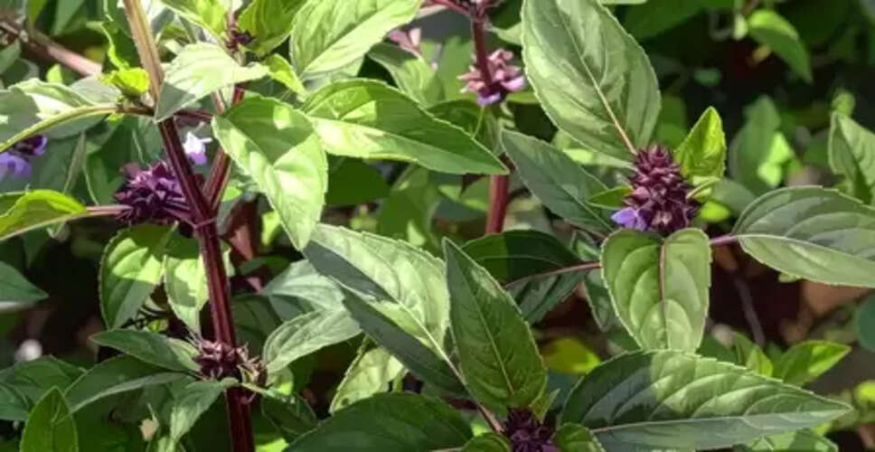 मरुआ खांसी और गले की खराश कम करने में मददगार, मुंह की दुर्गंध को करता है दूर