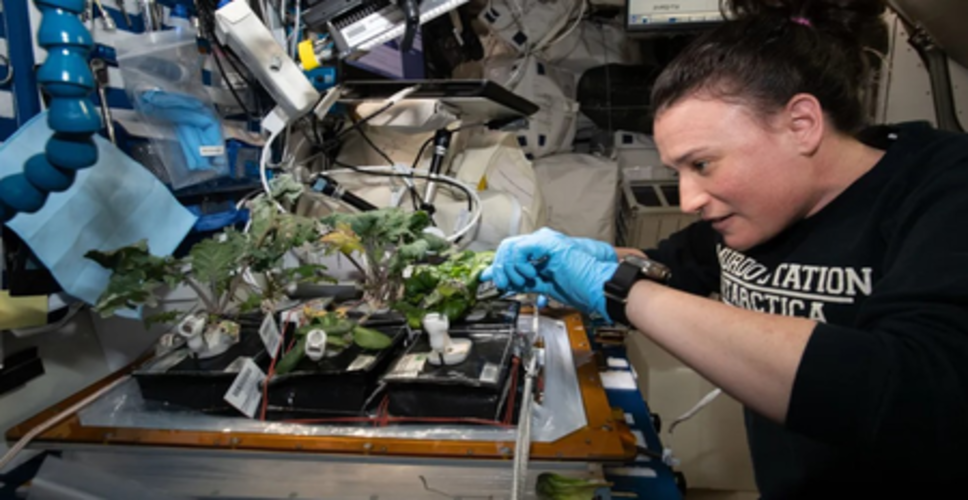 स्पेस में ऐसे पौधे उगाते हैं एस्ट्रोनॉट्स, जानें क्या है 'वेजी' सिस्टम