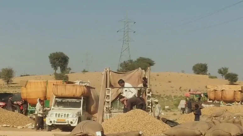 श्री डूंगरगढ़ में मूंगफली के किसानों में मचा हाहाकार, पोर्टल बंद होने से भुगतान रुका