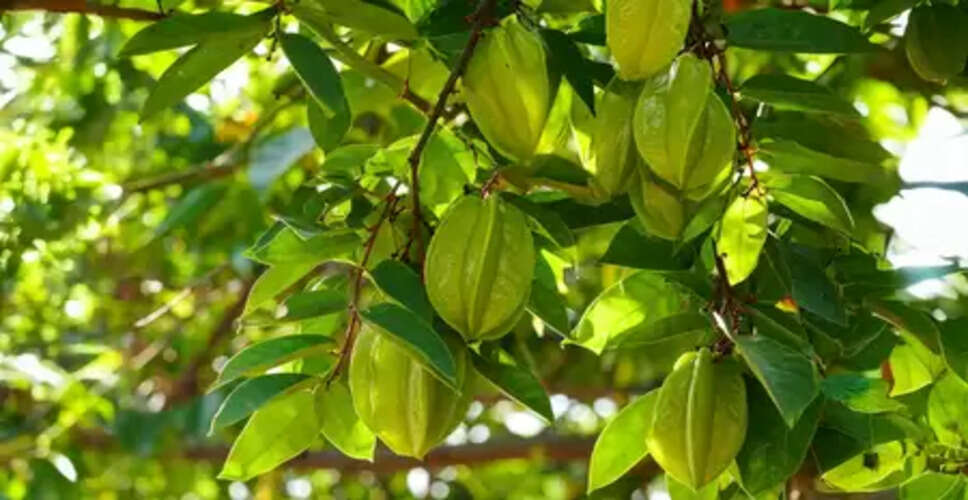 ब्लड प्रेशर, कोलेस्ट्रॉल या दिल से जुड़ी समस्या से हैं परेशान? इस पेड़ की छाल दिलाएगी मुक्ति