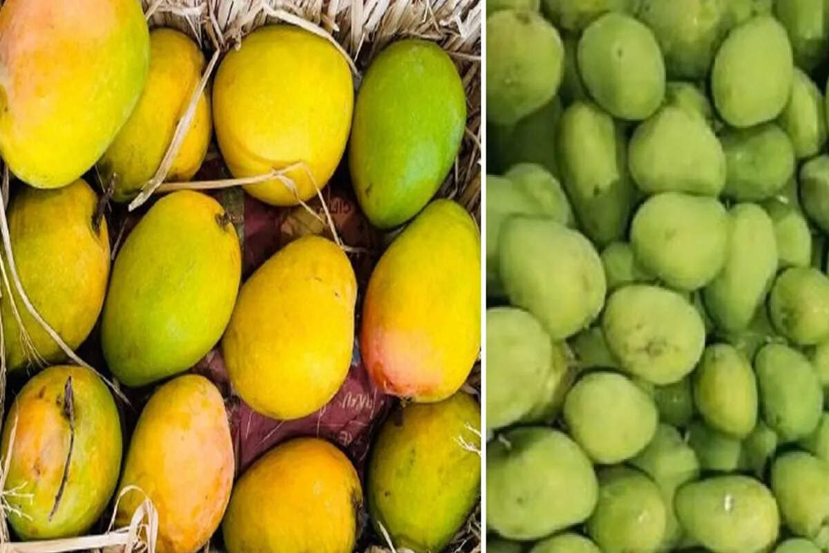 जयपुर में अल्फांसो आम की विशेष प्रदर्शनी, वीडियो में जाने किसानों से सीधे खरीद सकेंगे प्रीमियम हापुस आम