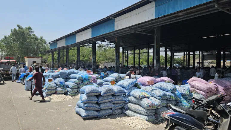 बारां का लहसुन बनेगा ग्लोबल ब्रांड, GI टैग के लिए औपचारिक आवेदन