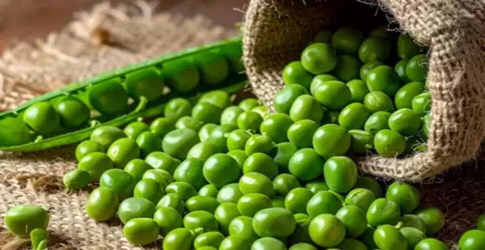 मटर मतलब सर्दियों का सुपरफूड, सेवन से दिल से लेकर दिमाग तक हो जाए दुरुस्त