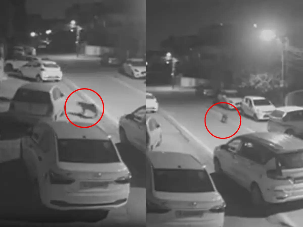 वीडियो में देखें जयपुर के वाटिका क्षेत्र में लेपर्ड की दहशत, ढाई महीने में 11वीं बार आबादी में दिखा