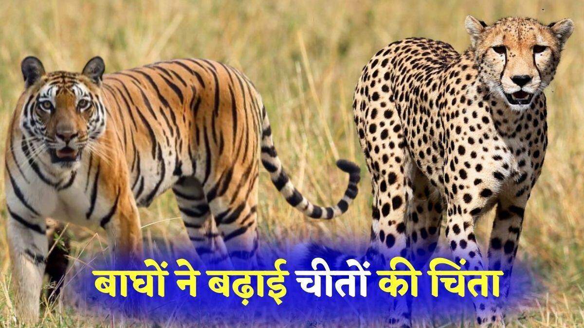 रणथंभौर का टाइगर कूनो नेशनल पार्क में दिखा, फुटेज में जानें चीतों की सुरक्षा को लेकर बढ़ी चिंता