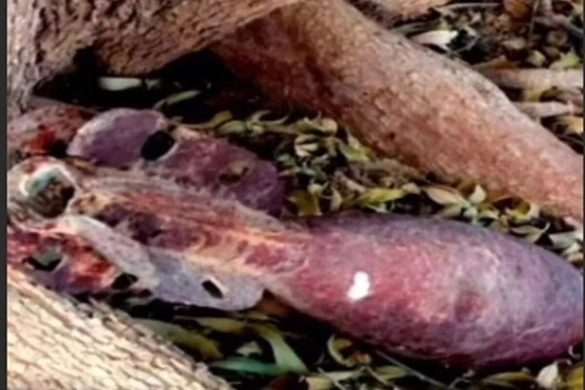 फुलिया गांव के पास मिला पुराना मोर्टार बम, इलाके में मचा हड़कंप; पुलिस ने घेरा क्षेत्र