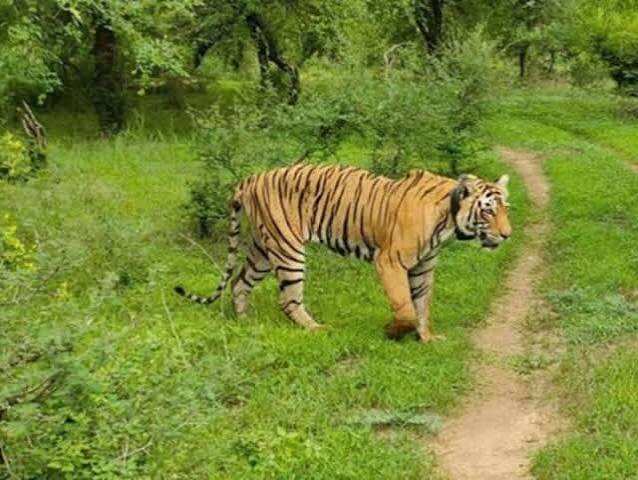 हाड़ौती के दोनों टाइगर रिजर्व में बढ़ा बाघों का कुनबा, वीडियो में जाने एक साल में संख्या 6 से बढ़कर 15 हुई