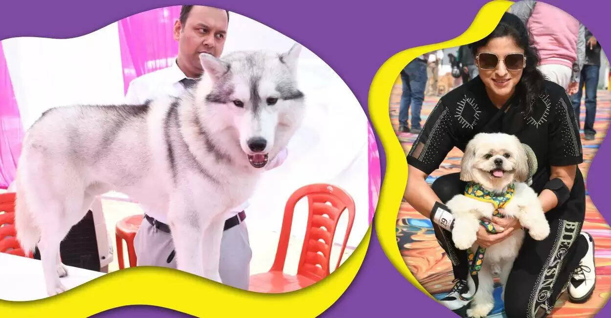 जयपुर बनेगा डॉग–लवर्स का हॉटस्पॉट, फुटेज में जानें 11 जनवरी को डॉग्स के लिए वैनिटी वैन, मॉडल्स के साथ होगा जयपुर डॉग शो 2026
