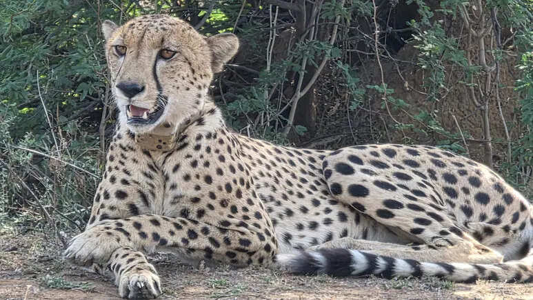 सवाई माधोपुर में चीते की दहशत, कूनो का KP-2 आबादी क्षेत्रों में पहुंचा, लोग घरों में कैद