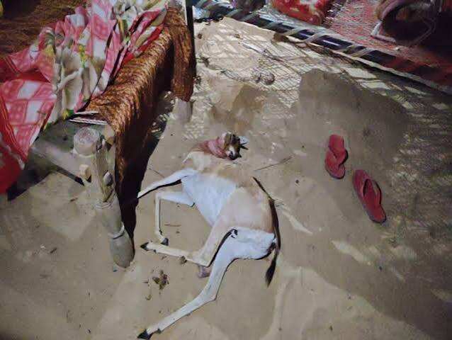 बालोतरा में चिंकारों का शिकार: फॉक्स लाइट और लाठियों से दो हिरणों की हत्या, वीडियो में जाने तीन आरोपी हिरासत में; वन्यजीव प्रेमियों का धरना जारी