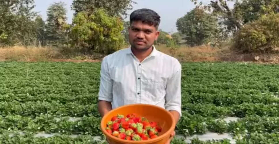 गुजरात: पारंपरिक खेती से आगे बढ़े डांग के जिग्नेश भोए, सब्सिडी से स्ट्रॉबेरी खेती कर लाखों कमाए